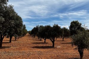 Los mejores consejos para tu plantación trufera