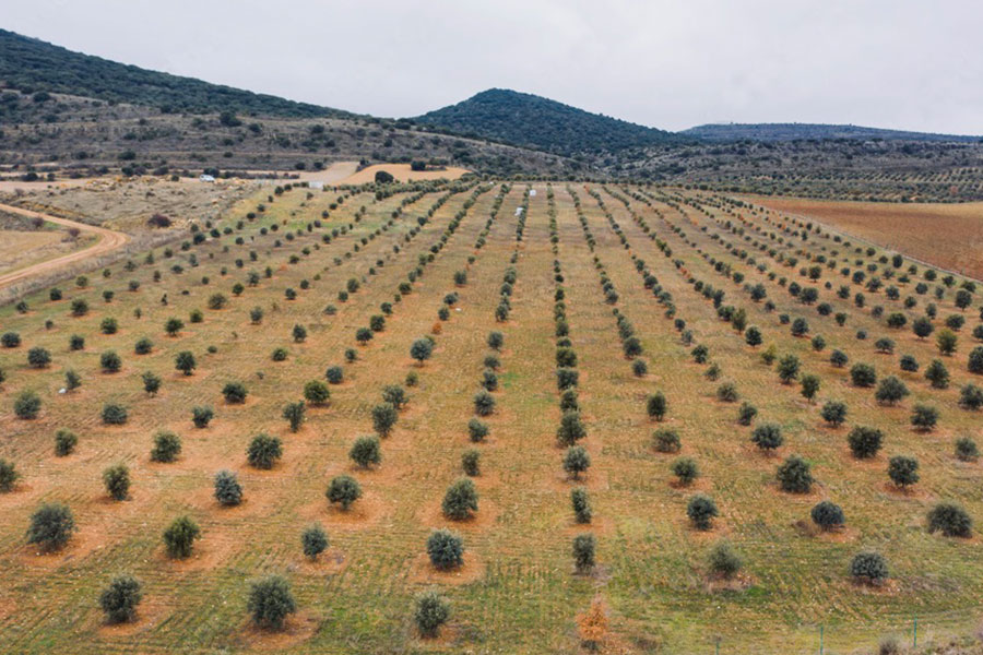 Que-es-una-Plantacion-Trufera